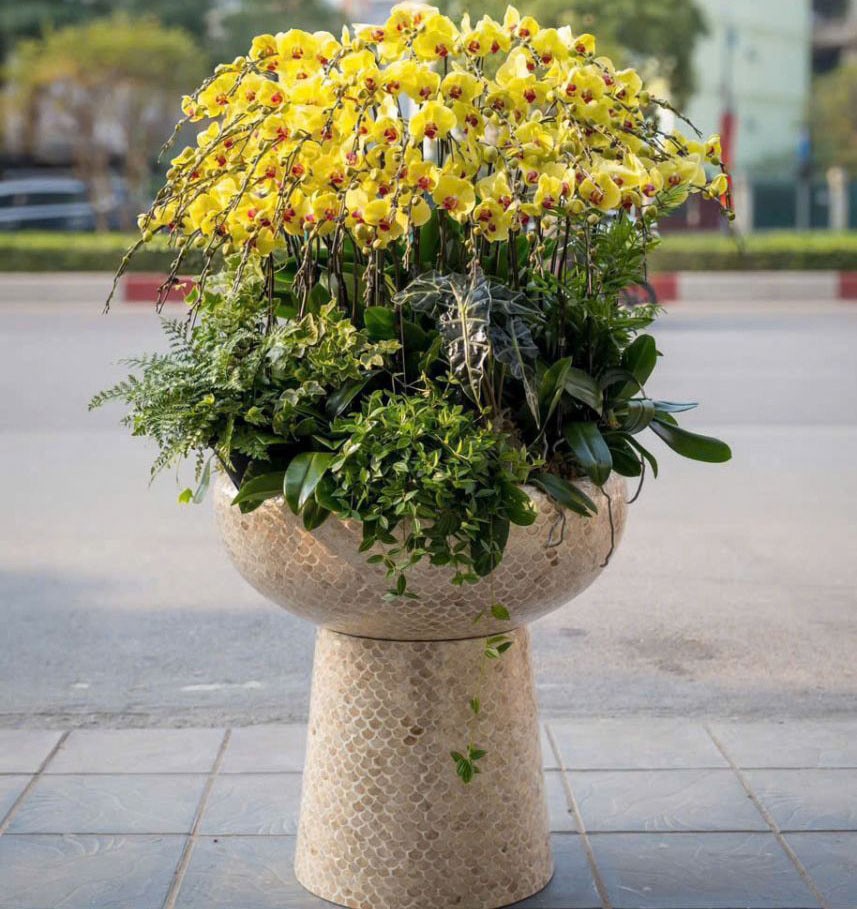 Chậu Hoa Lan hồ điệp