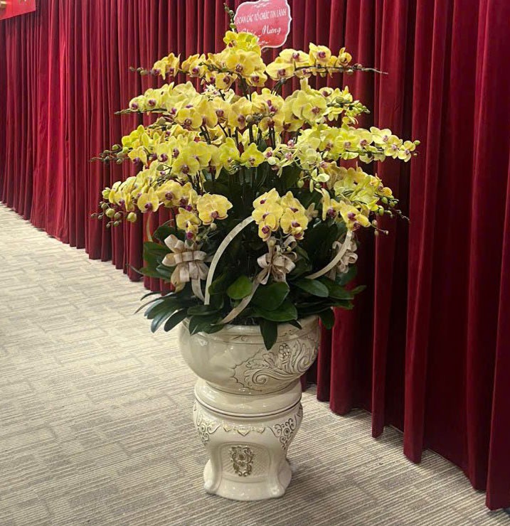 Chậu Hoa Lan Hồ Điệp - 926