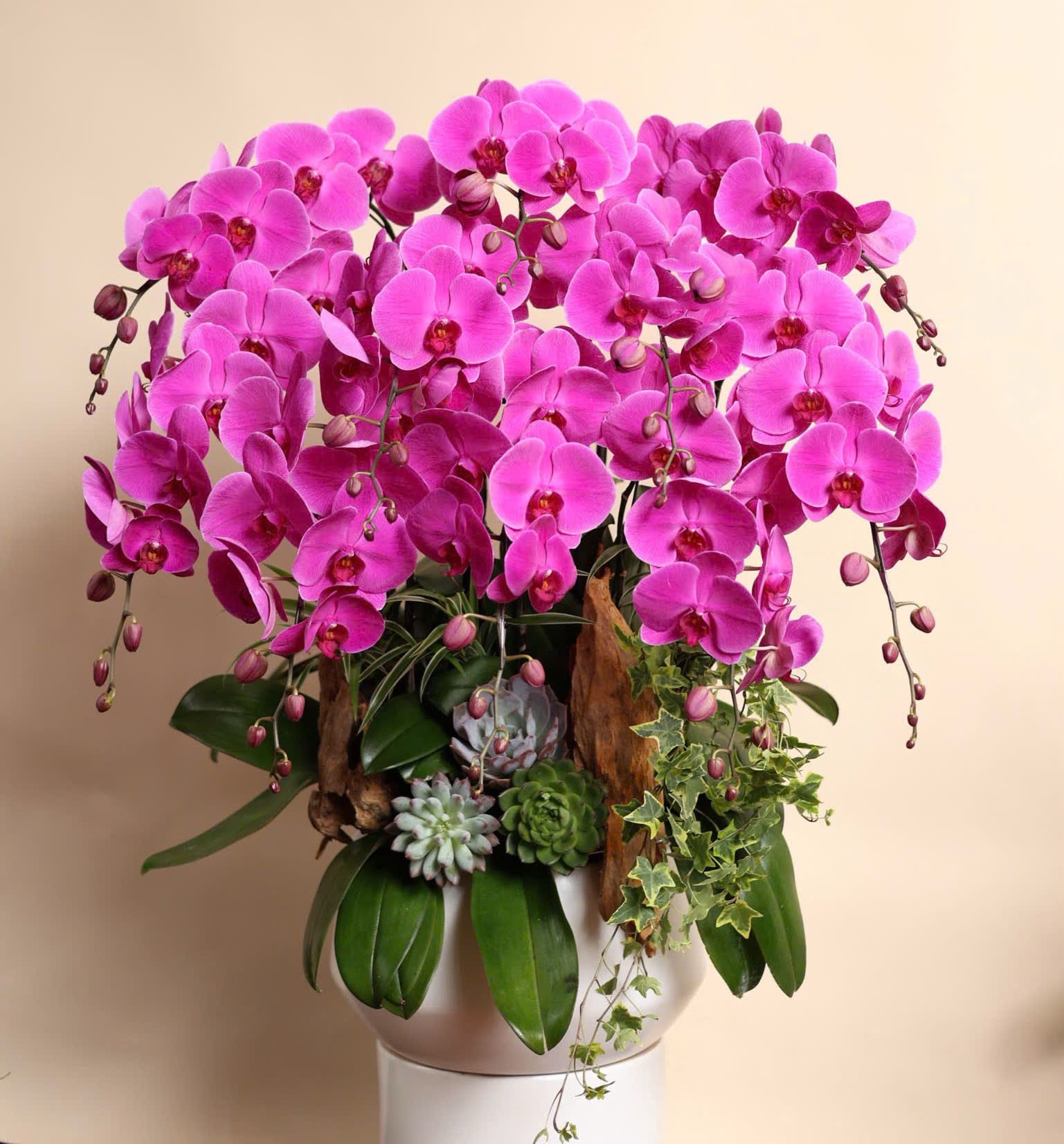  Chậu hoa lan hồ điệp - 157 