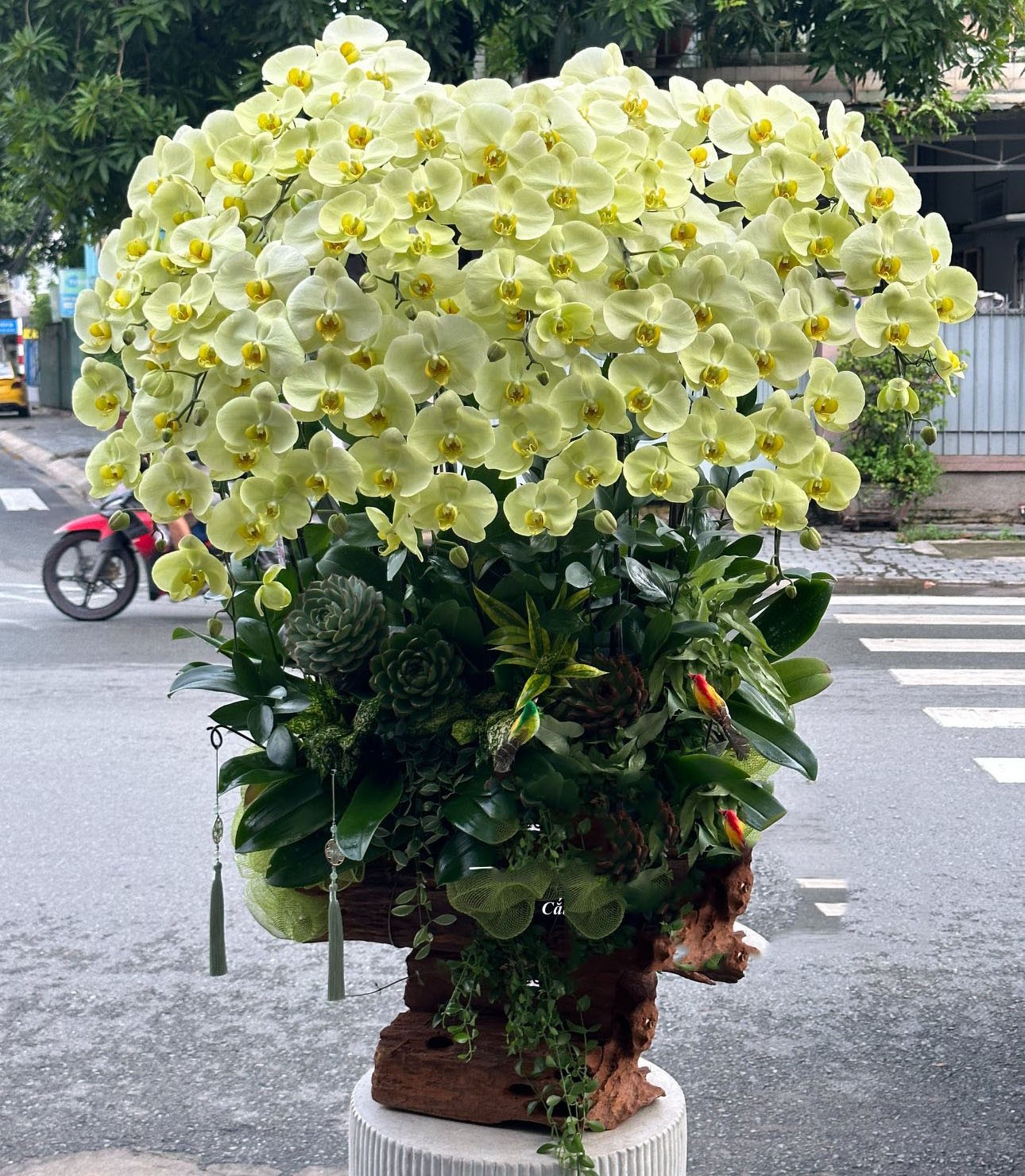  Lũa hoa lan hồ điệp - 155 