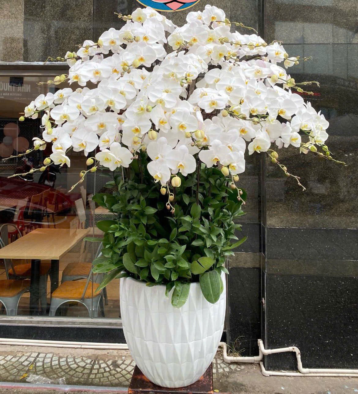  Chậu hoan lan hồ điệp - 125 