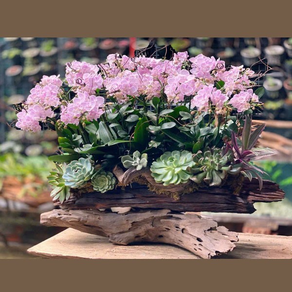 Hoa lan hồ điệp -679