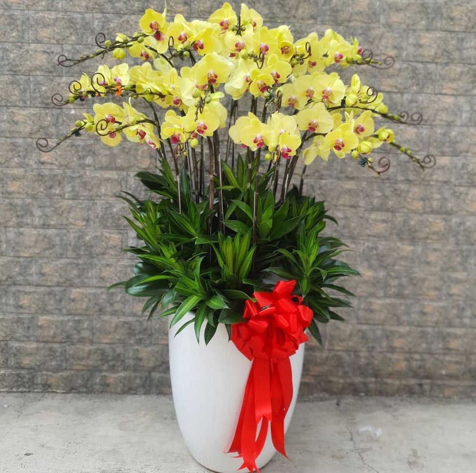 Chậu hoa lan hồ điệp -922