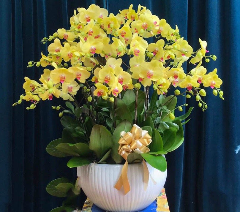 Chậu hoa lan hồ điệp - 817