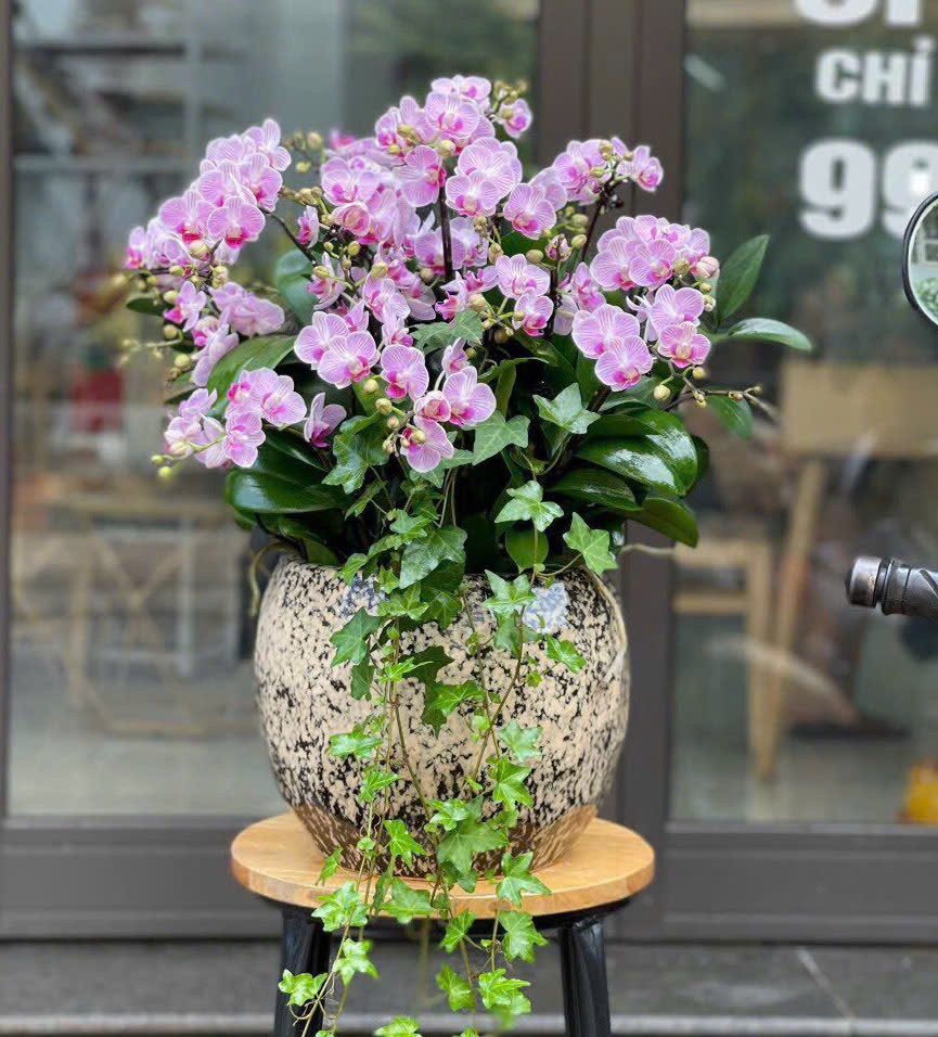 Hoa lan hồ điệp - 716