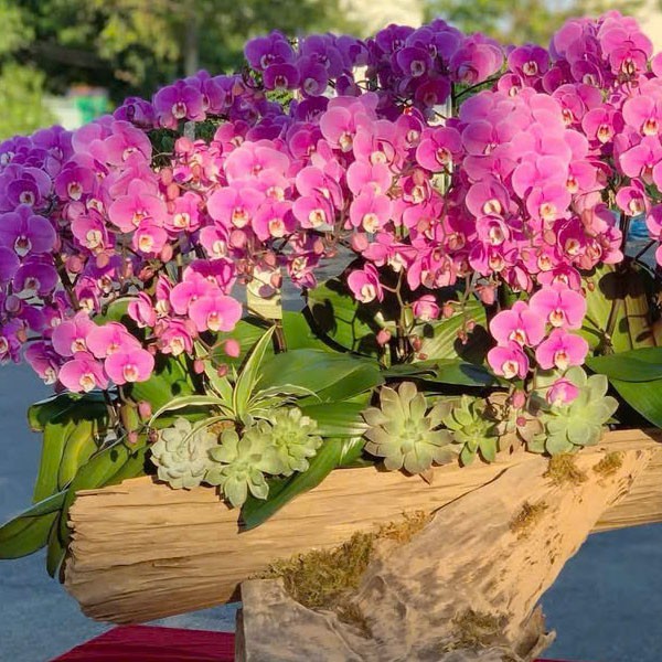 Bó hoa hồng ecudo -681