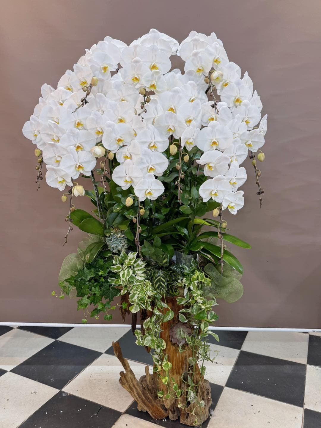  Lũa Hoa Lan Hồ Điệp - 1224 