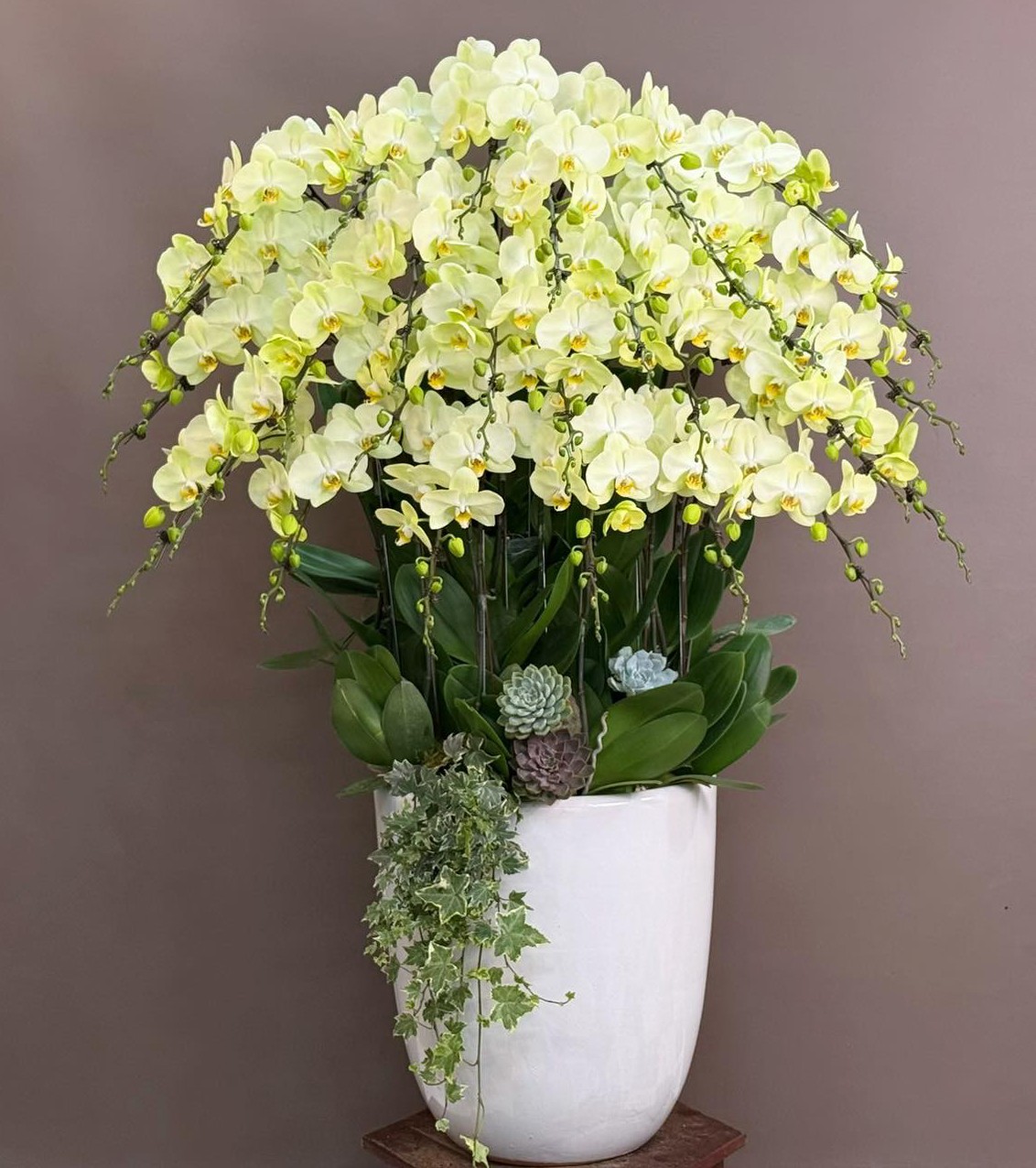  Chậu Hoa  Lan Hồ Điệp  - 1221 