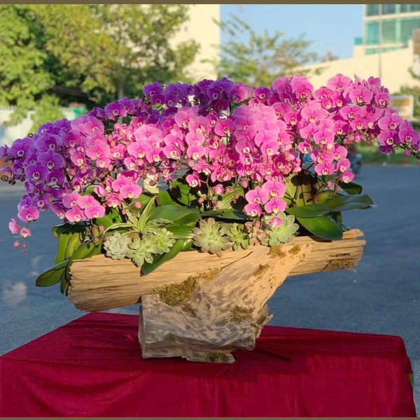 Lũa lan hồ điệp - 126