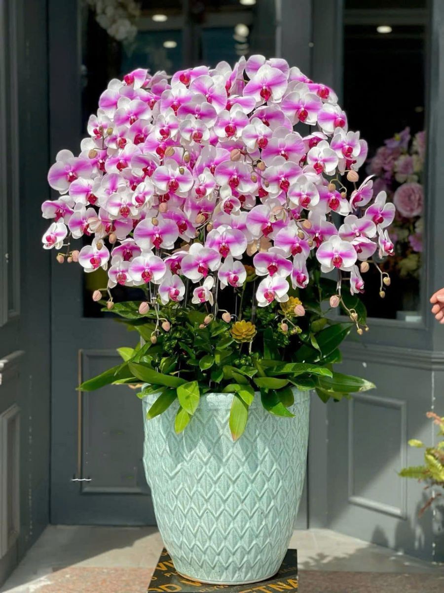 Chậu Hoa Lan Hồ Điệp - 932