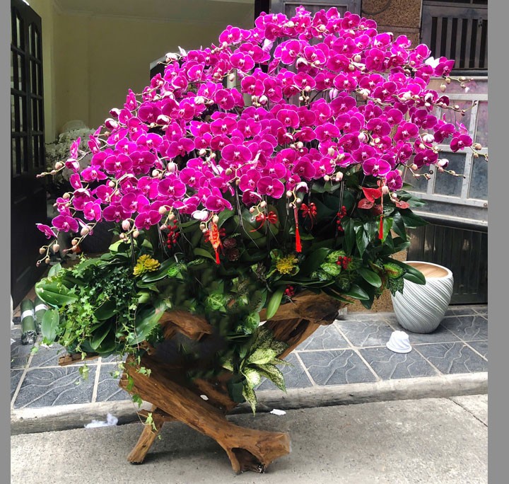 Lũa Lan Hồ Điệp  - 621