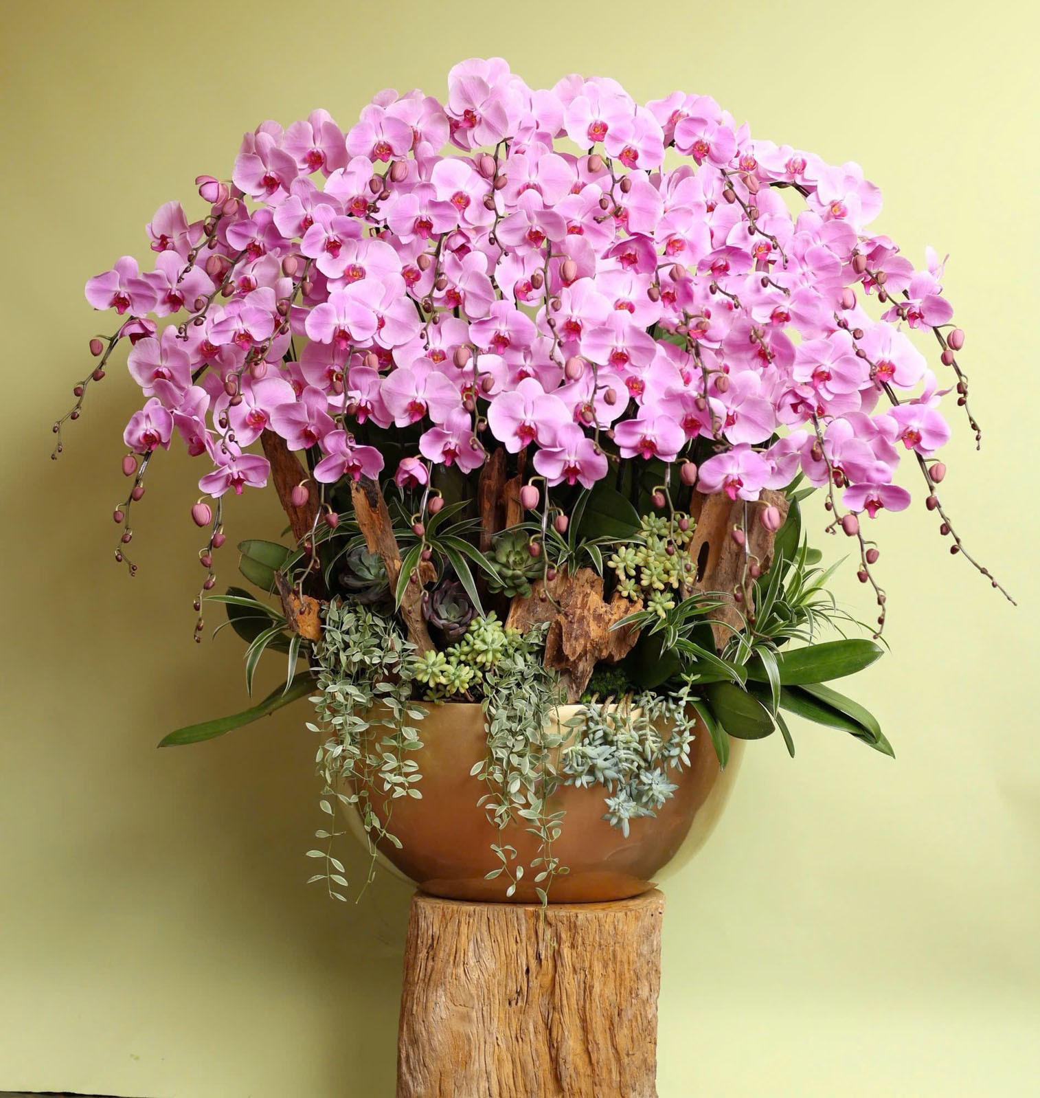 Lũa Lan Hồ Điệp  - 622