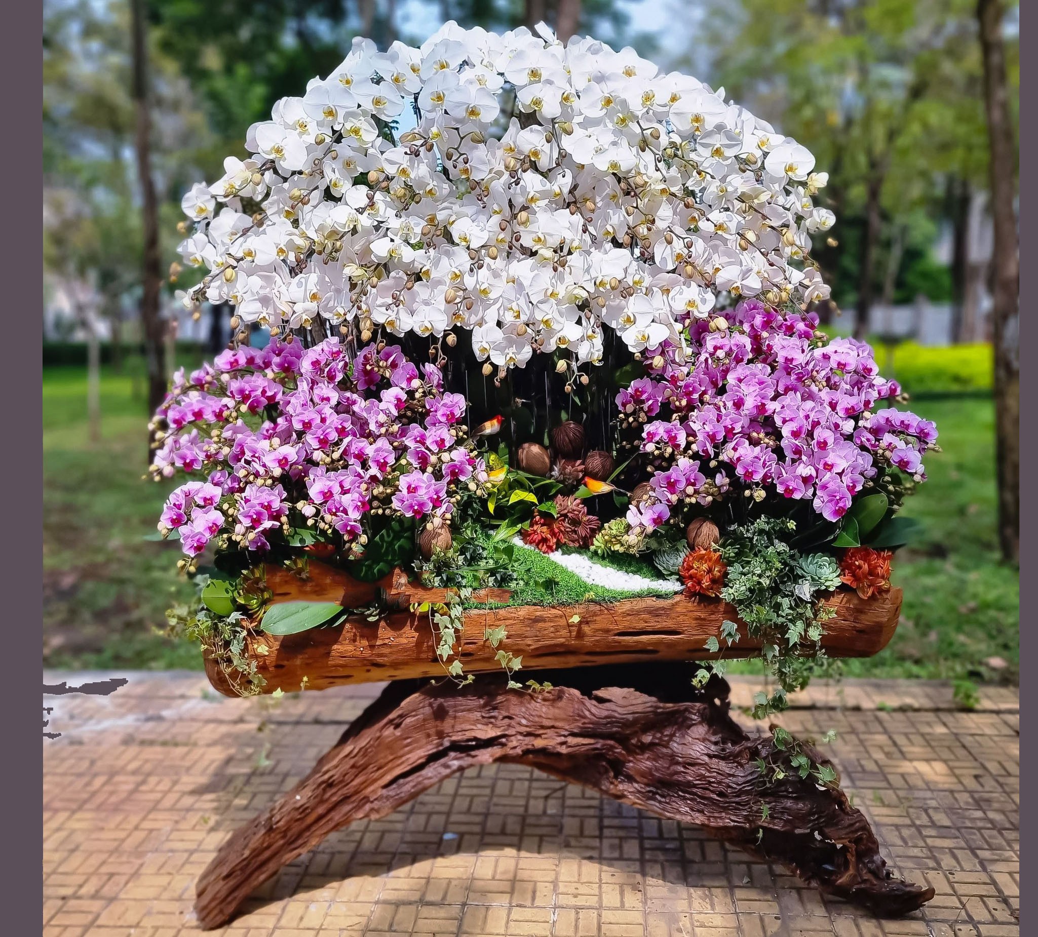 Lũa Lan Hồ Điệp  - 623