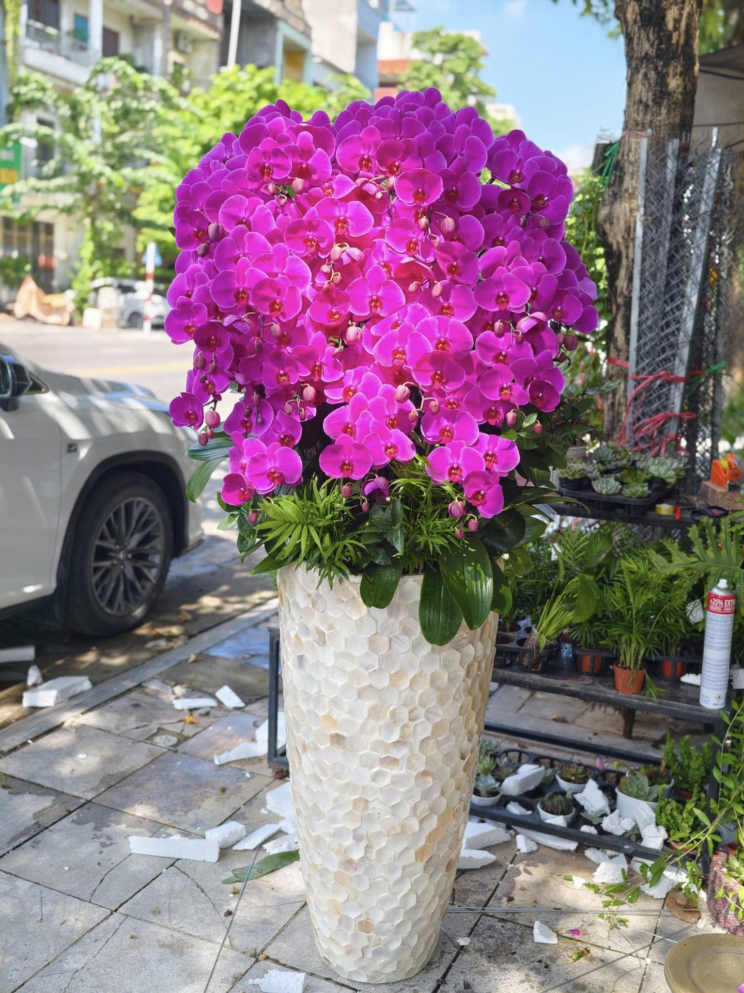 Lũa Lan Hồ Điệp  - 2226