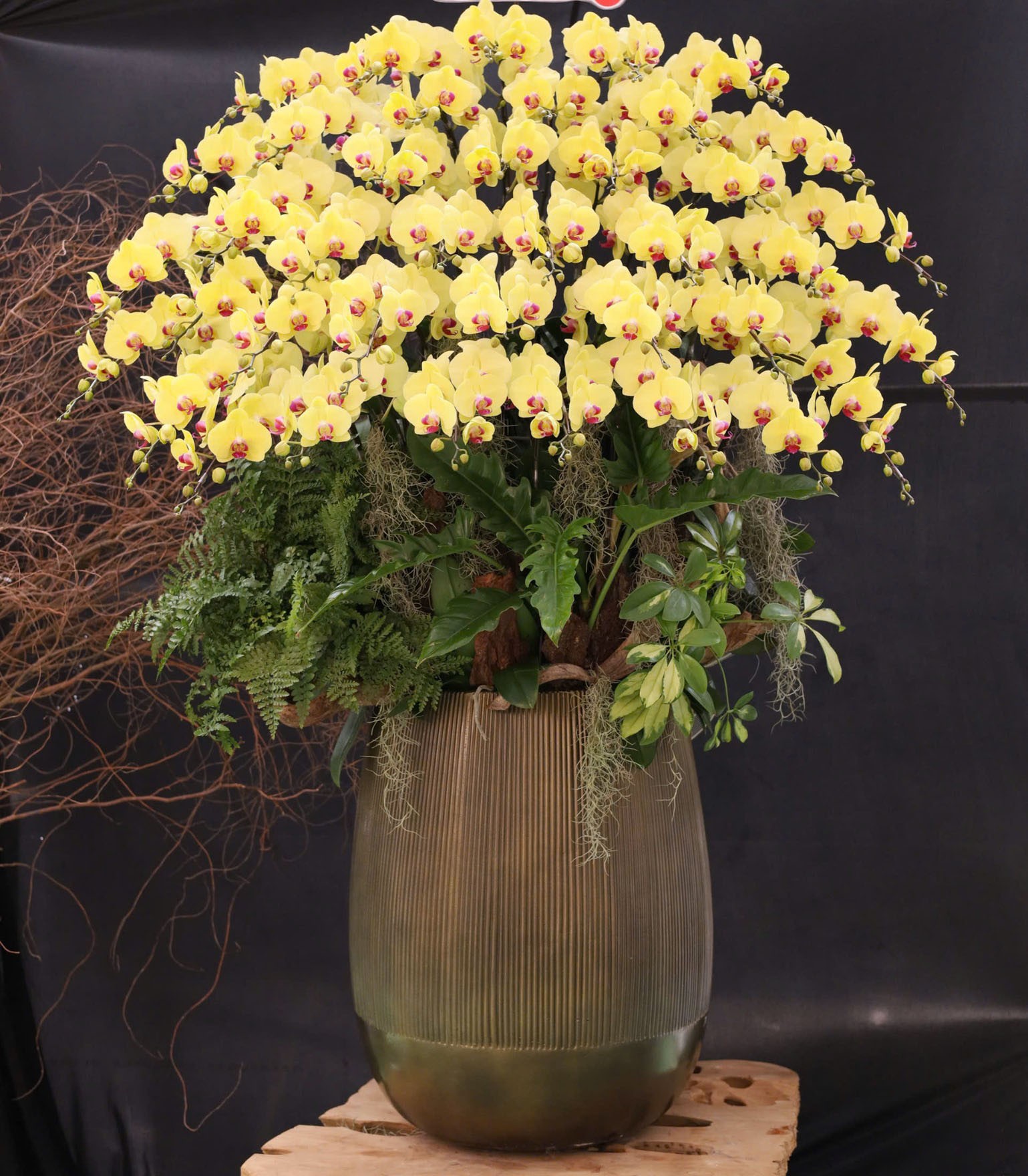 Lũa Lan Hồ Điệp  - 627