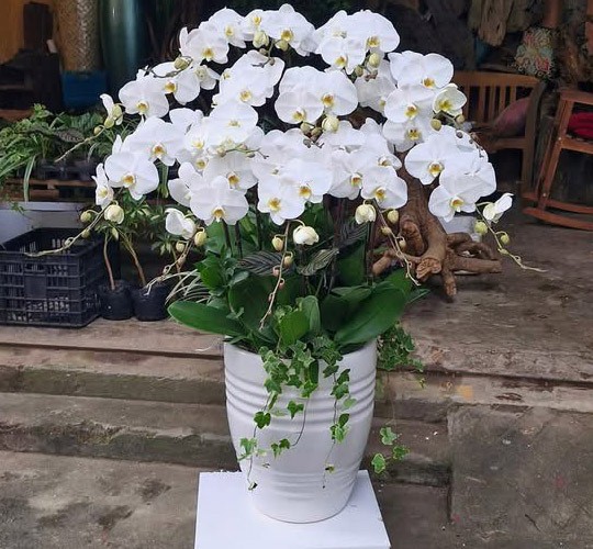 Chậu hoa lan hồ điệp - 919