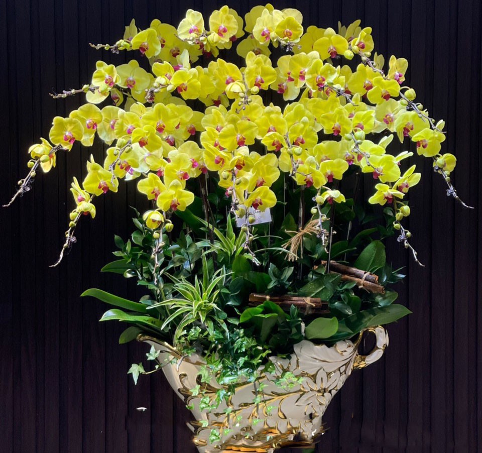 Chậu hoa lan hồ điệp - 817