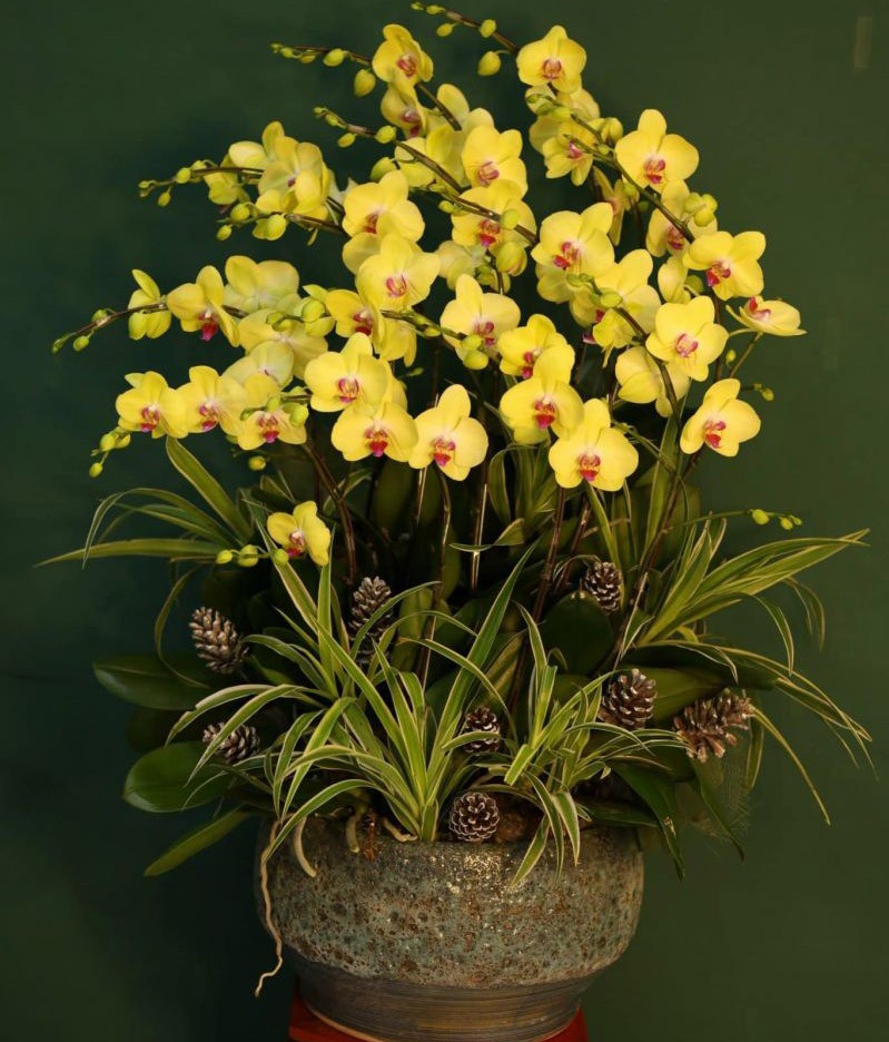 Chậu hoa lan hồ điệp - 812