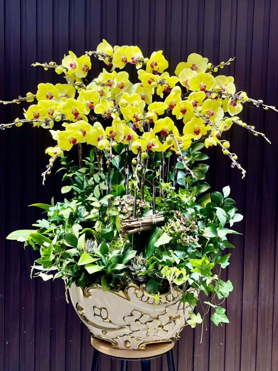 Chậu hoa lan hồ điệp - 718