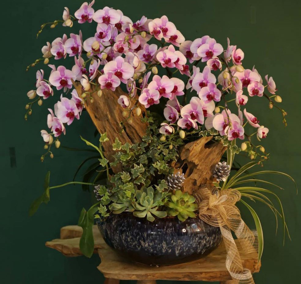 Hoa lan hồ điệp -712