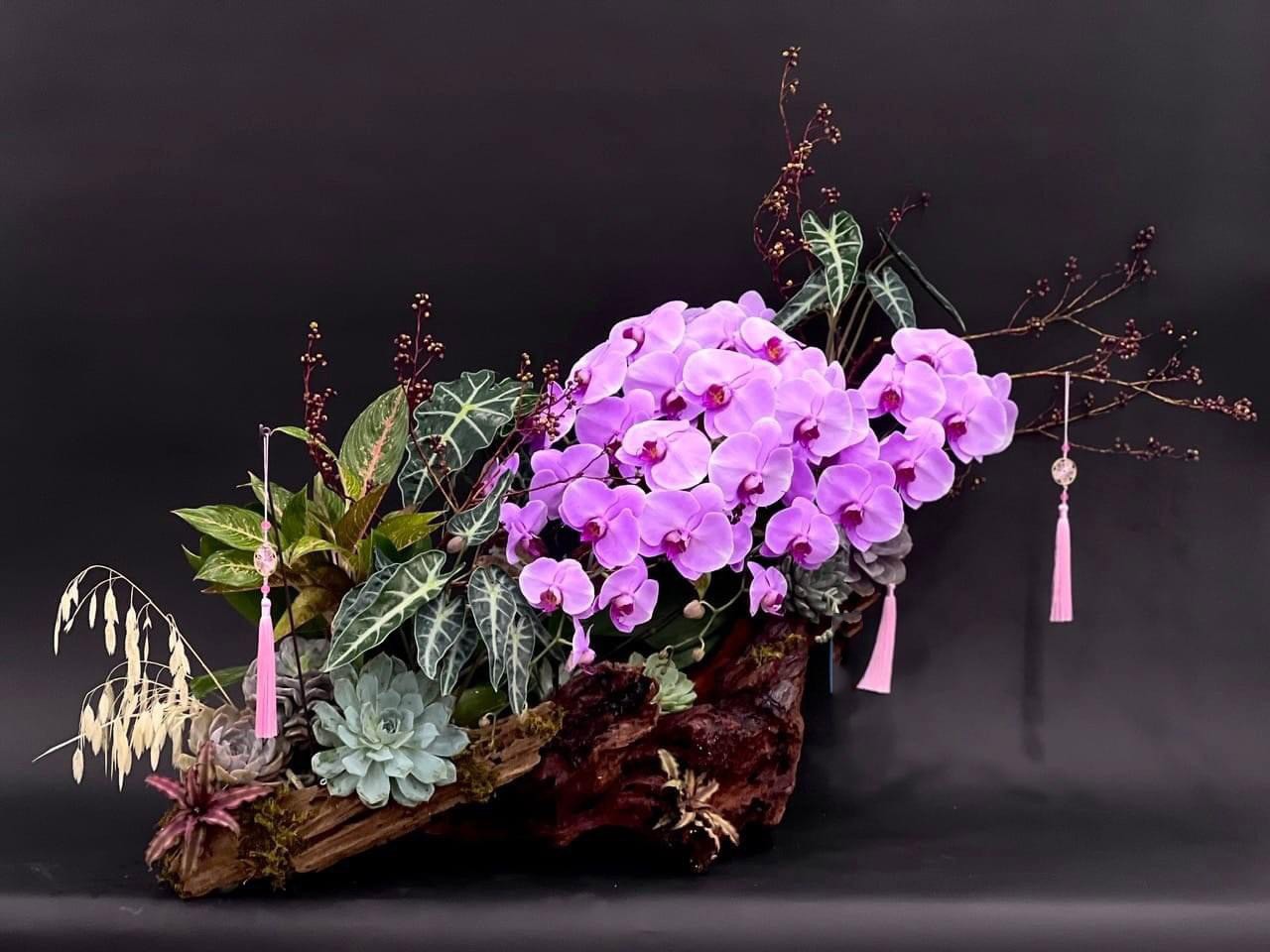 hoa lan hồ điệp  - 712