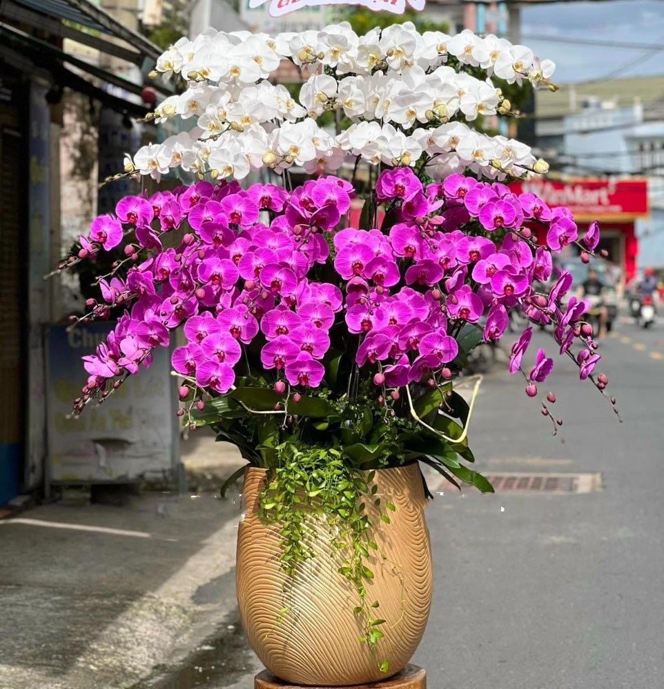 Hoa lan hồ điệp -679