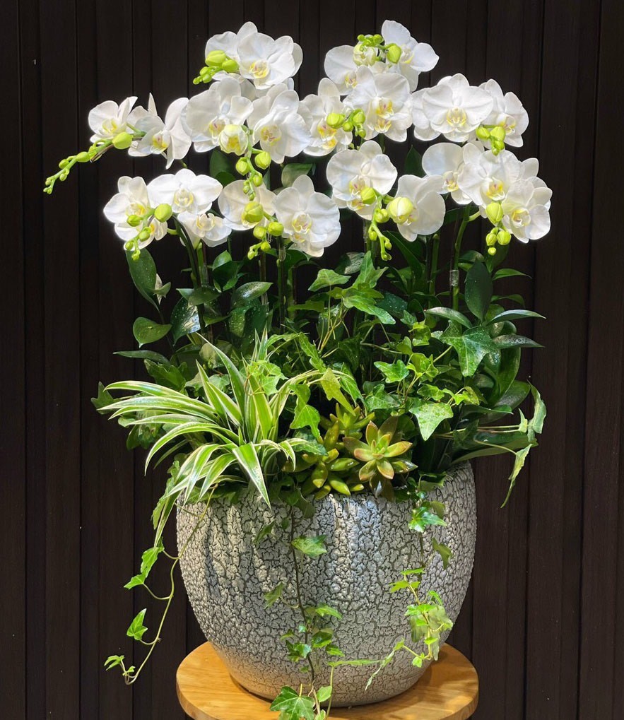 Chậu hoa lan hồ điệp -133