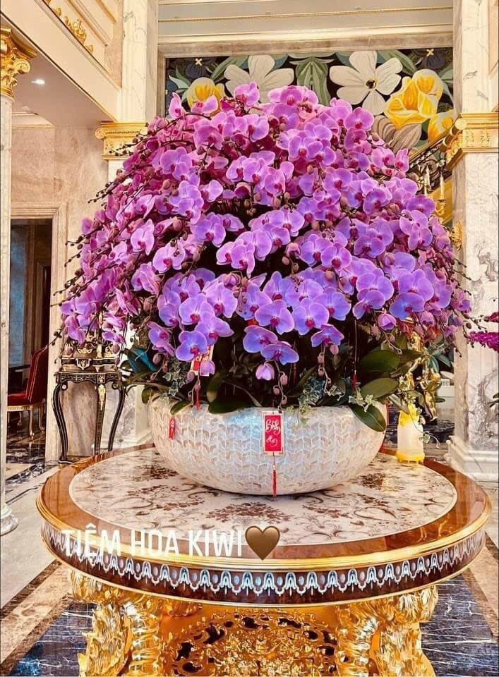 Chậu hoa lan hồ điệp -  999