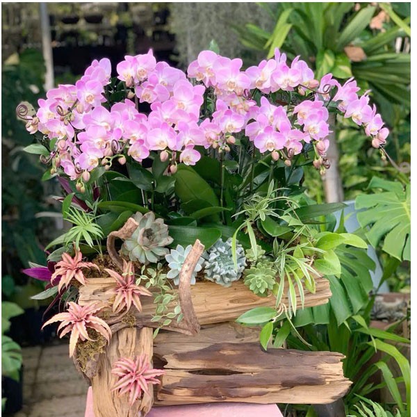 Lũa  hoa lan hồ điệp - 113