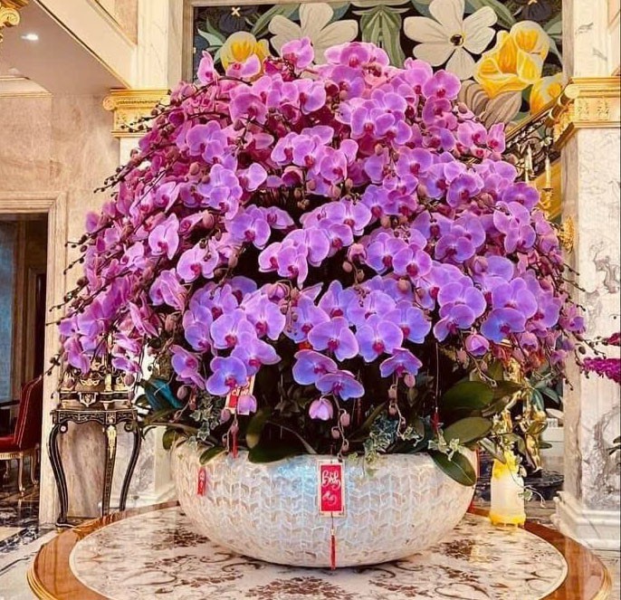 Chậu hoa lan hồ điệp -  999